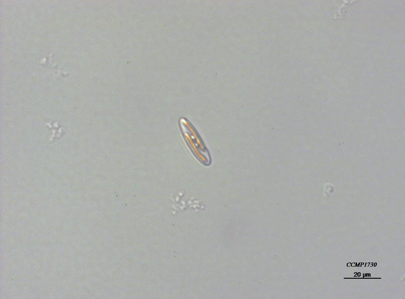 CCMP788 | NCMA at Bigelow Laboratory